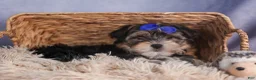 Morkie dogs for sale: Newton - Ad 15