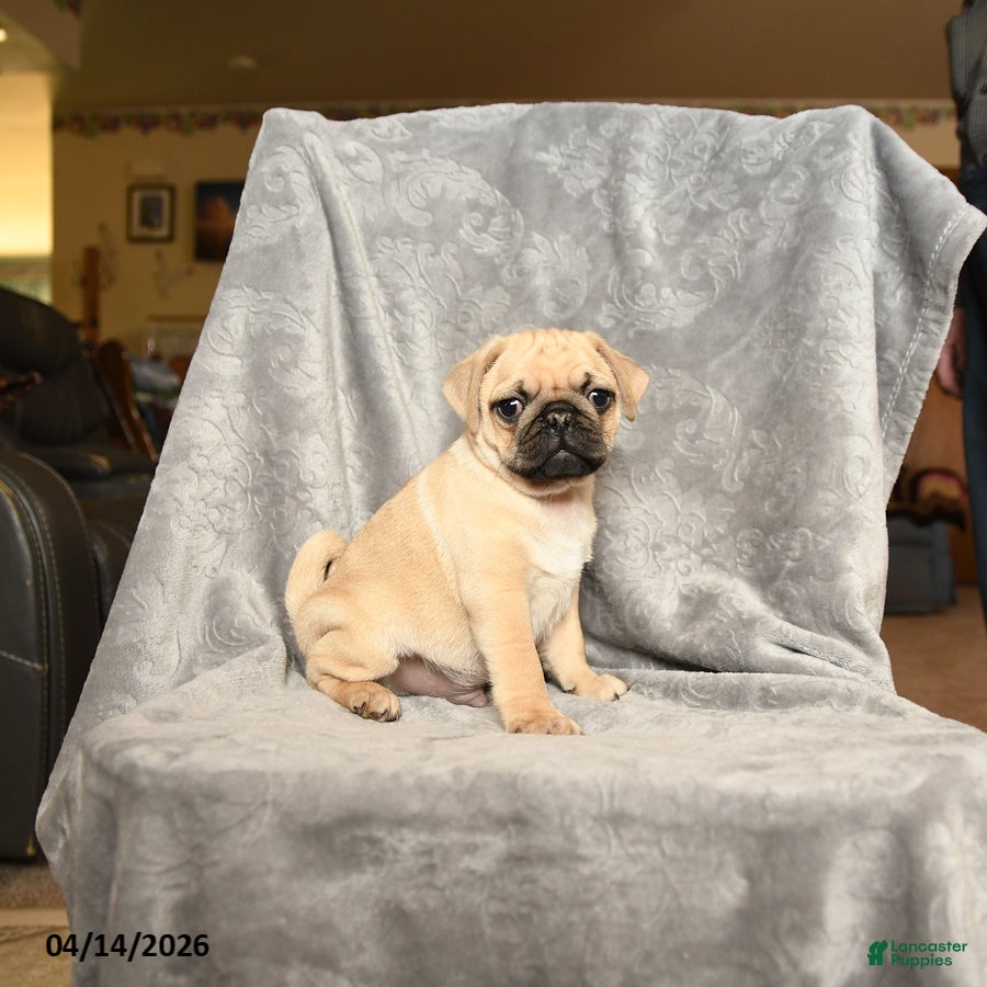 Pug dogs Tommy - Ad 2