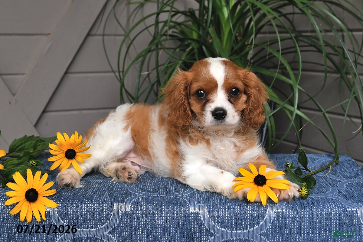 Cavalier King Charles Spaniel dogs Judson - Ad 1