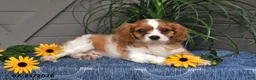 Cavalier King Charles Spaniel dogs for sale: Judson - Ad 1