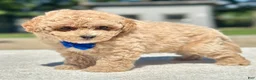 Maltipoo dogs for sale: Marshall  - Ad 5