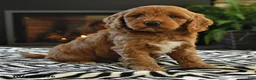 Mini Goldendoodle dogs for sale: Laverne - Ad 3