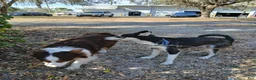 Mixed Breed dogs for sale: Mixed Breed 7 - Ad 5