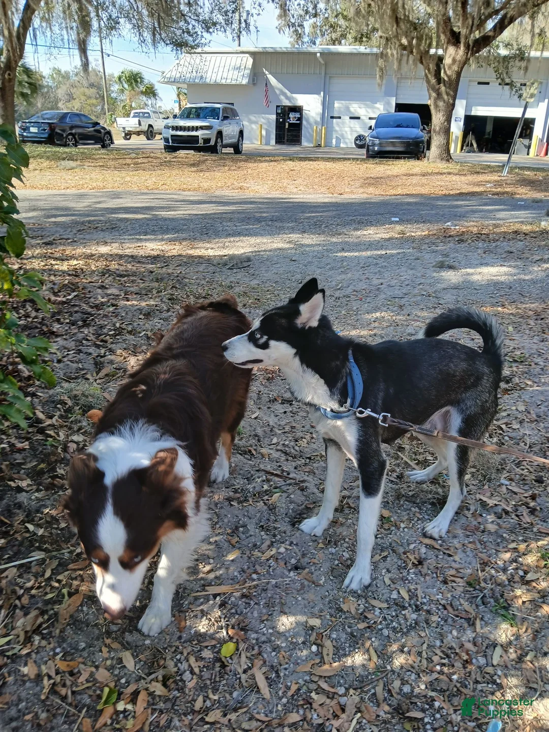 Mixed Breed dogs for sale: Mixed Breed 7 - Ad 5