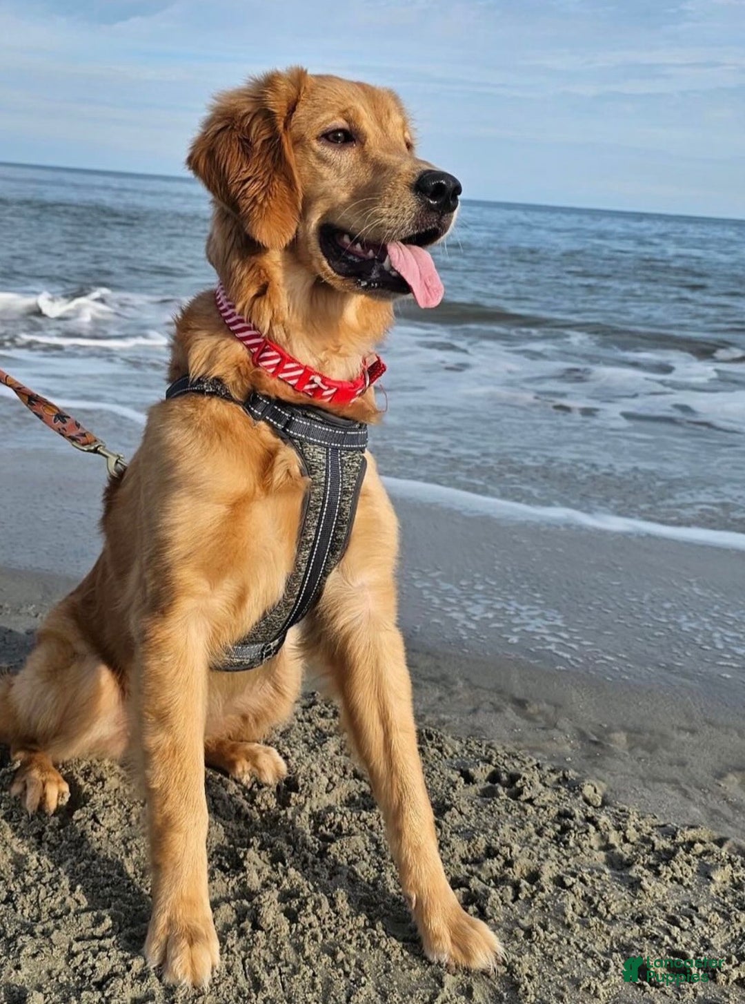 Mixed Breed dogs for sale: Duke - Ad 5