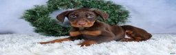 Doberman Pinscher dogs for sale: TOBY - Ad 6