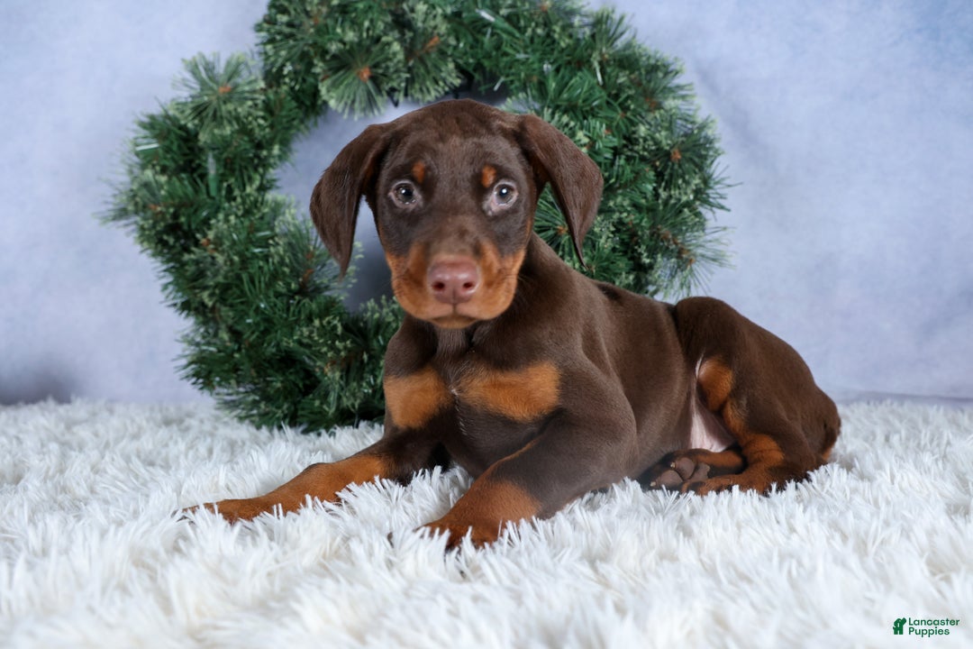 Doberman Pinscher dogs for sale: TOBY - Ad 6