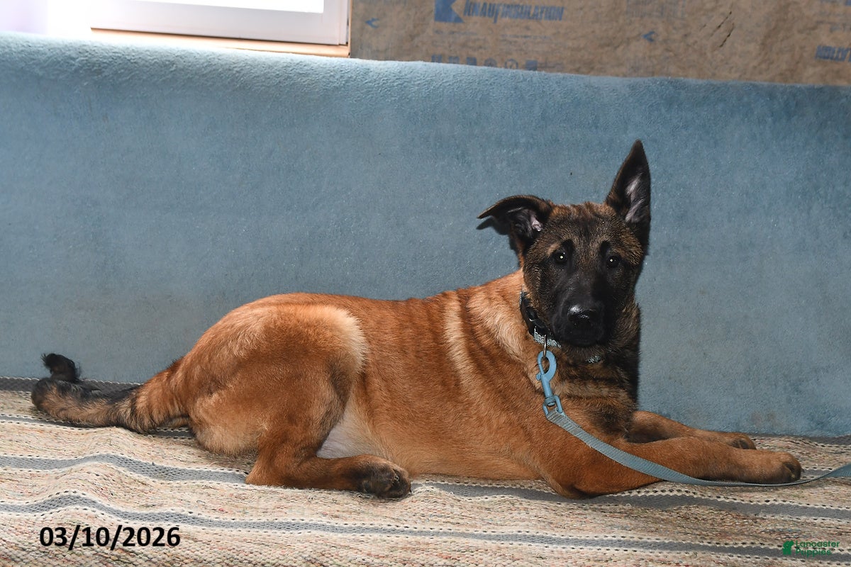 Belgian Malinois dogs Belle - Ad 2