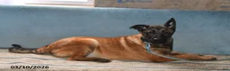 Belgian Malinois dogs for sale: Belle - Ad 2