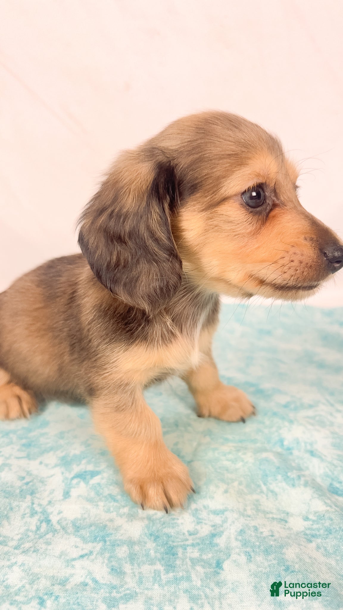Miniature Dachshund dogs Cherry - Ad 23