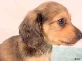Miniature Dachshund dogs Cherry - Ad 39