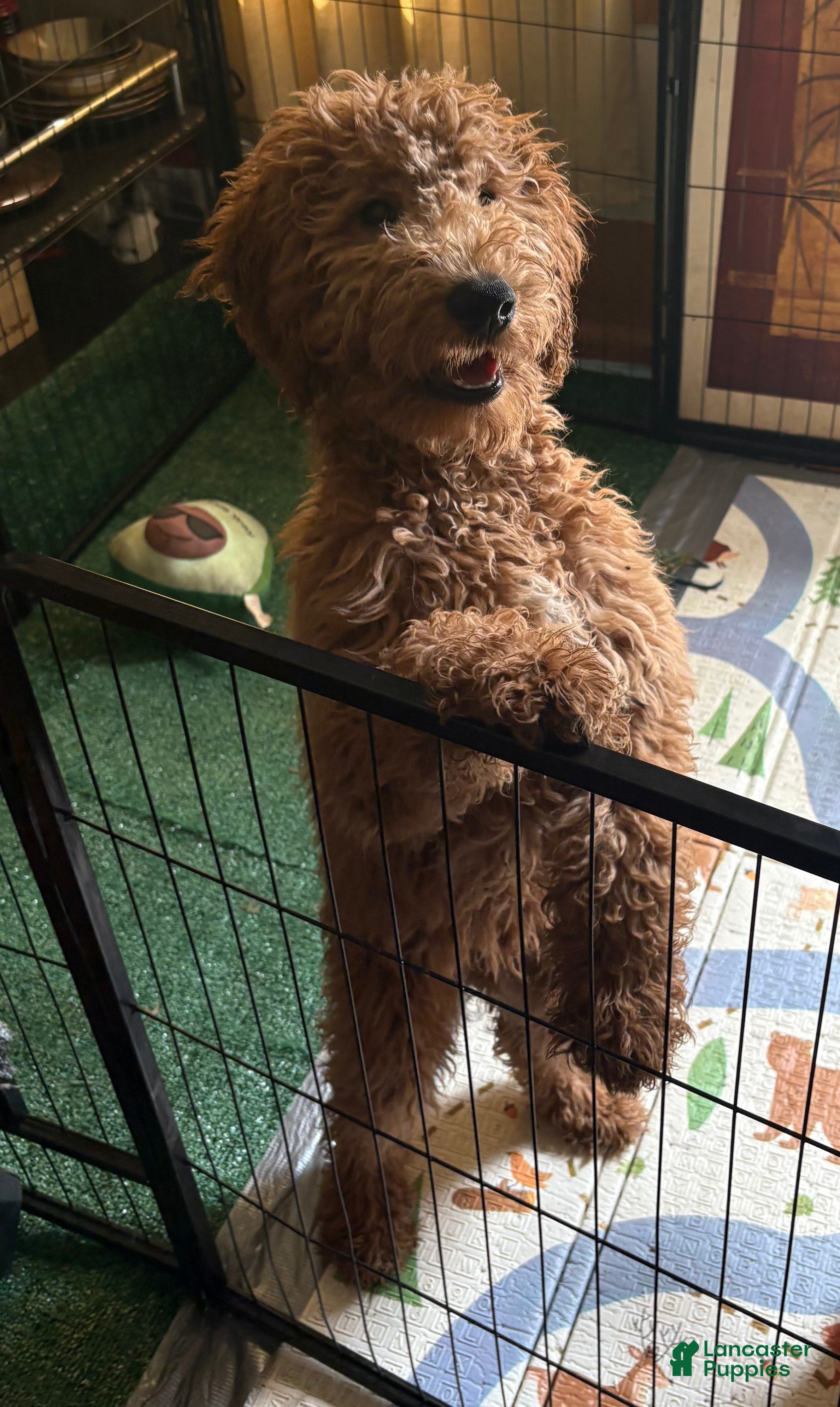 Goldendoodle dogs Sunny  (Goldendoodle 🐕)  - Ad 2