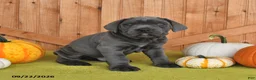 Cane Corso dogs for sale: Captin - Ad 4