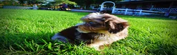 Havapoo dogs for sale: Elektra - Ad 15