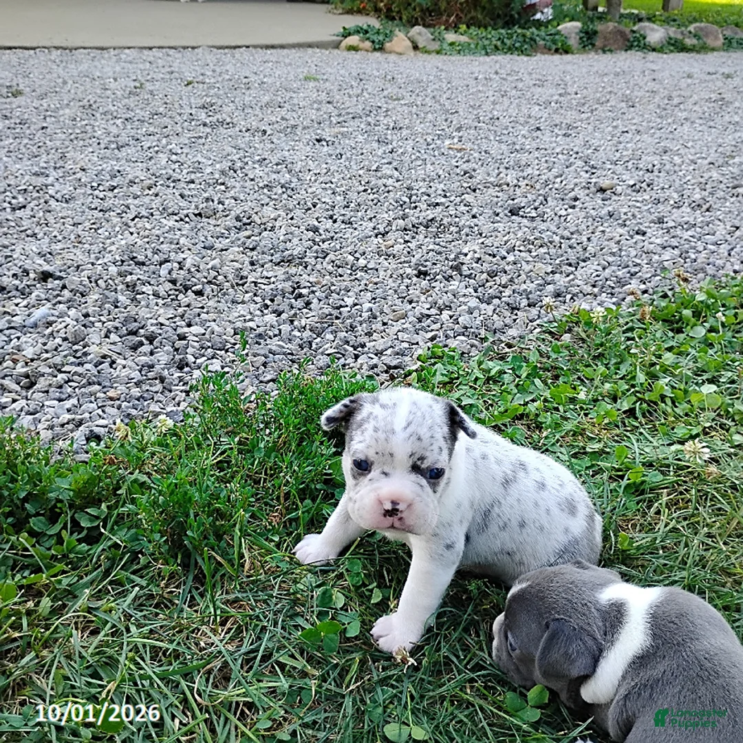 Boston Terrier dogs for sale: Regina - Ad 2