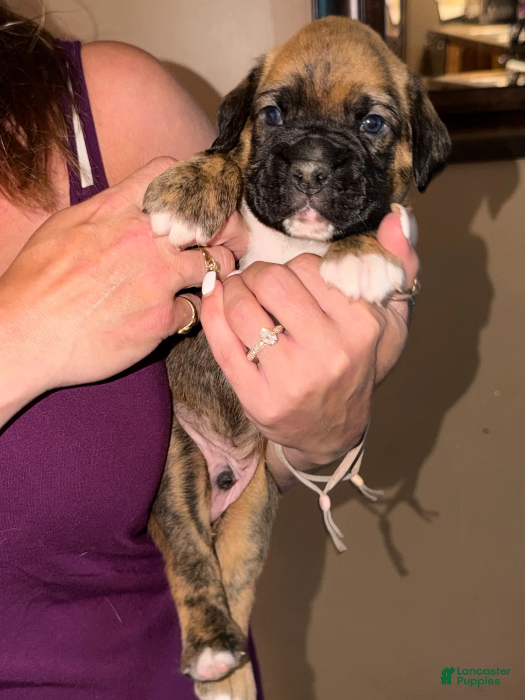 Boxer dogs for sale: Orange collar boy - Ad 1