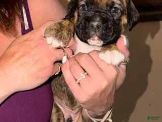 Boxer dogs Orange collar boy - Ad 22