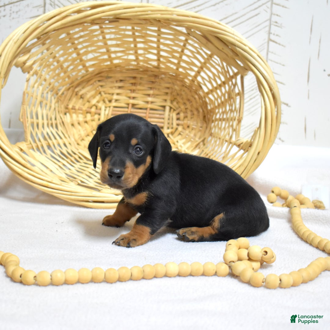 Miniature Dachshund dogs for sale: Lucky - Ad 2