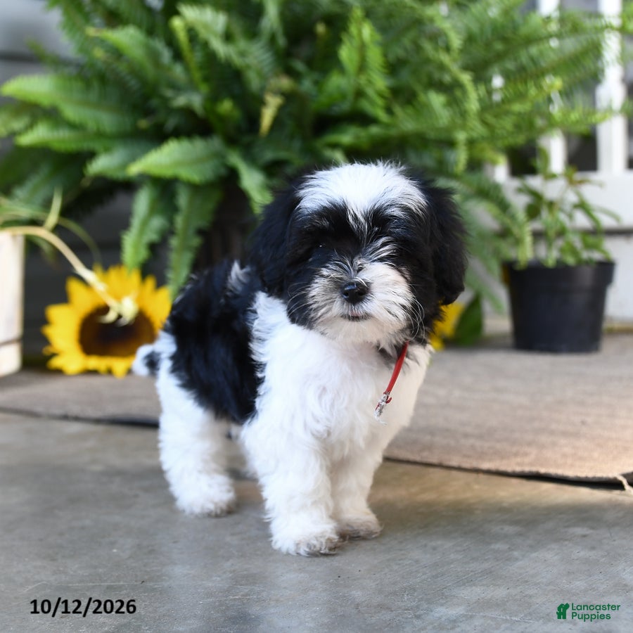 Mixed Breed dogs for sale: Minnie - Ad 2
