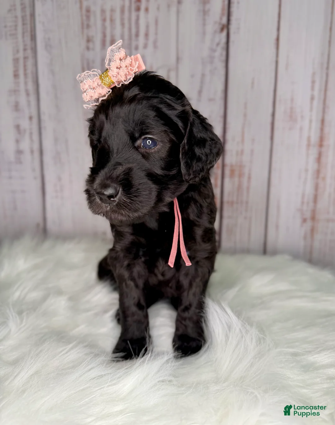 Goldendoodle dogs for sale: Goldendoodle Peach - Ad 2