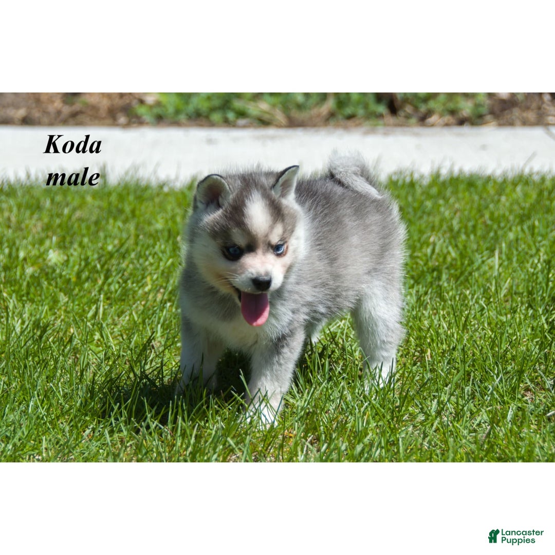 Alaskan Klee Kai dogs for sale: Koda - Ad 1