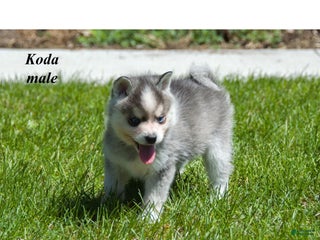 Alaskan Klee Kai dogs Koda - Ad 19