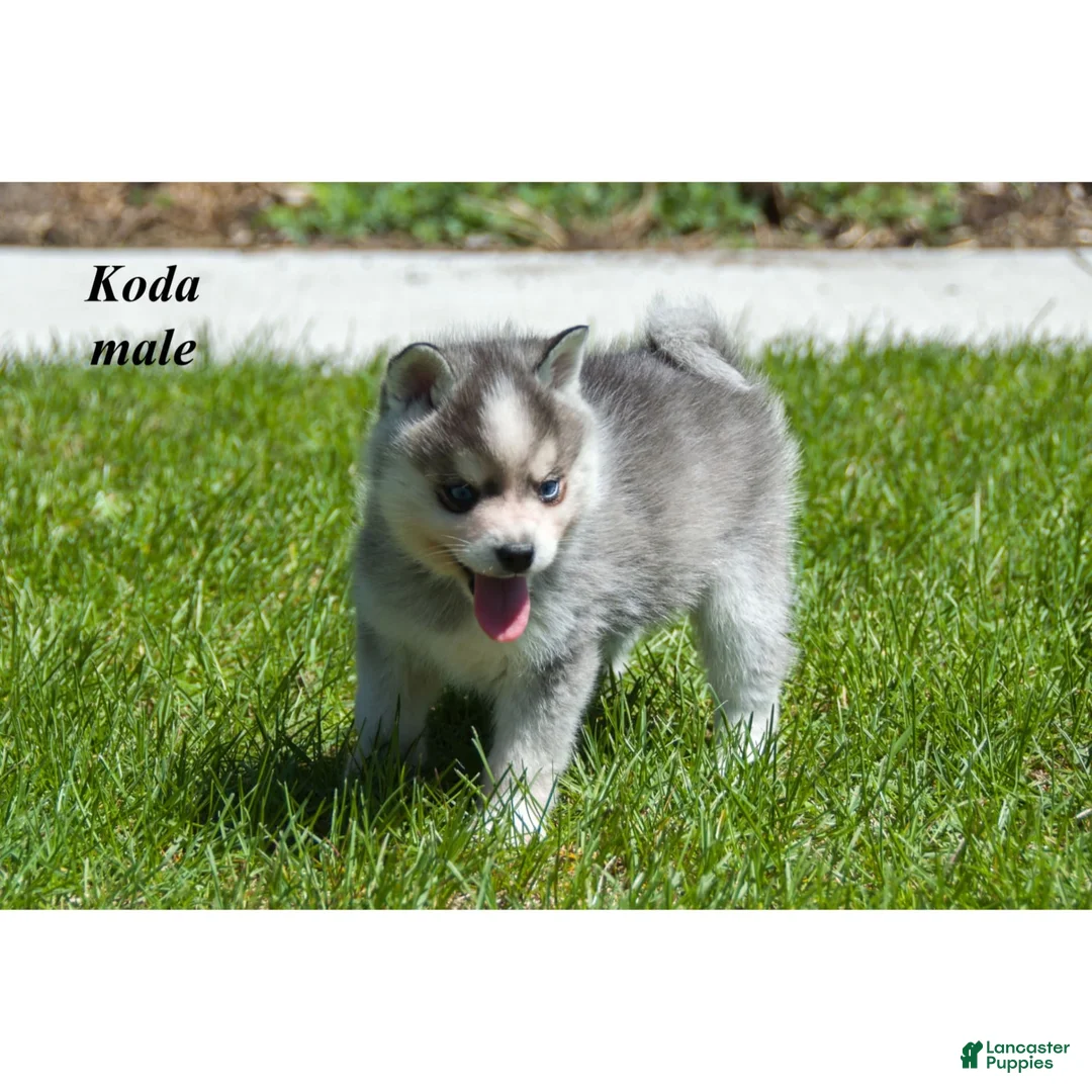 Alaskan Klee Kai dogs for sale: Koda - Ad 1
