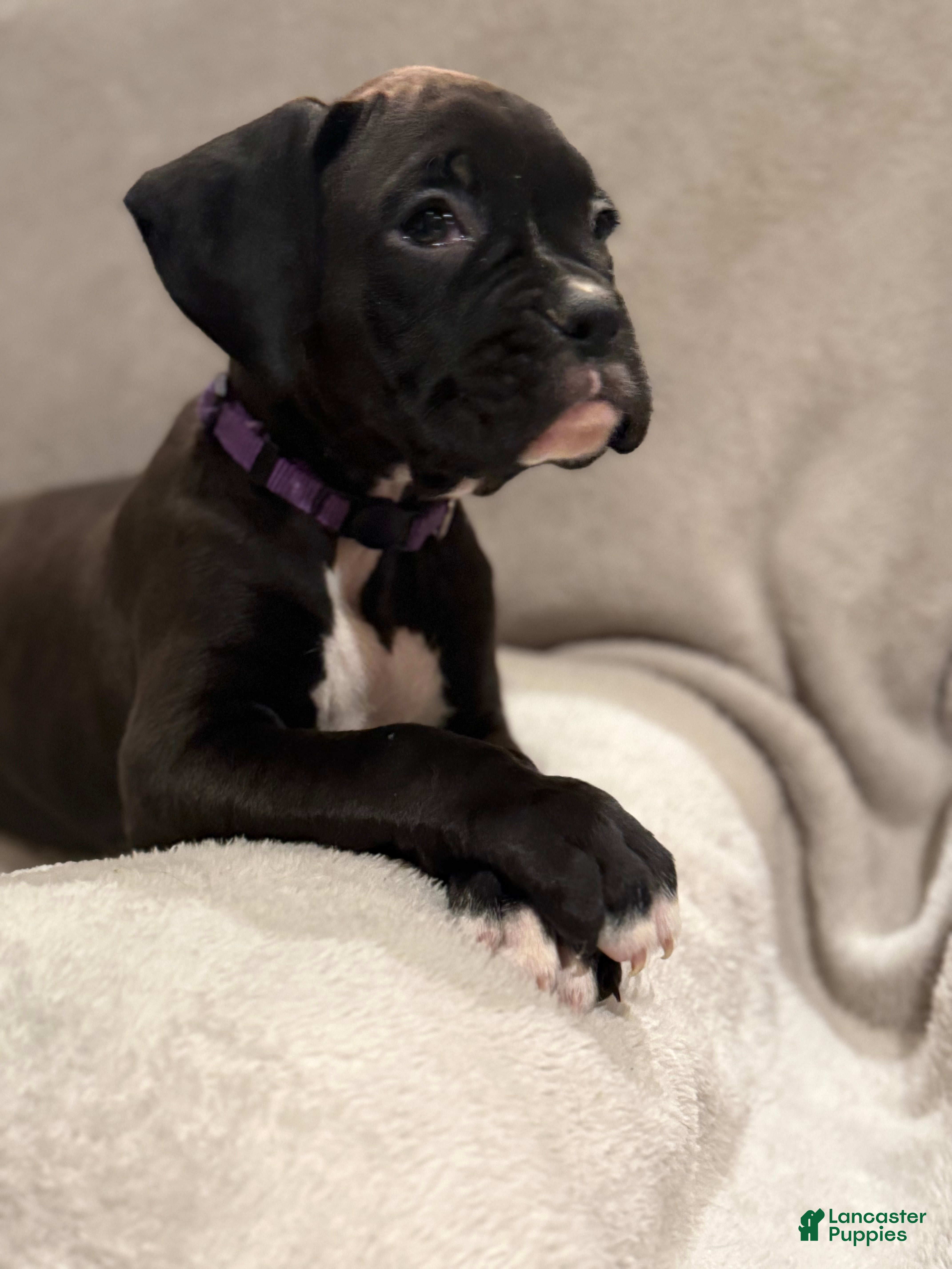 Boxer dogs Mia - Ad 2