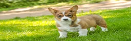 Welsh Corgi Pembroke dogs for sale: Giselle - Ad 5