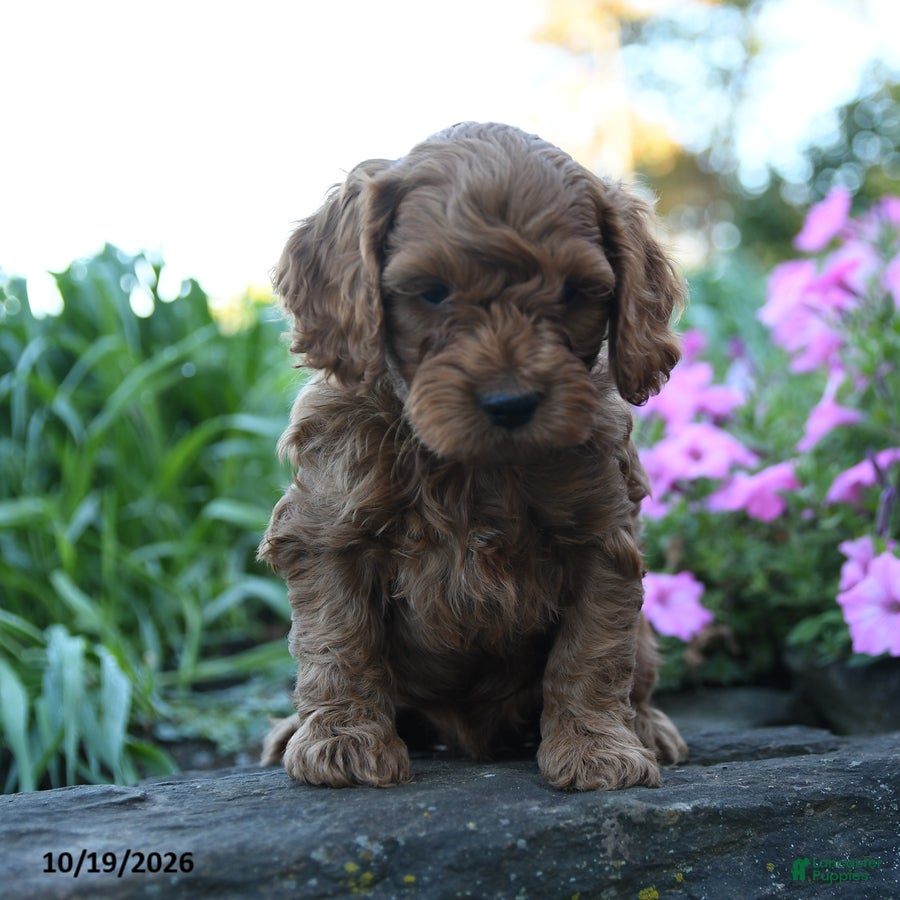 Cockapoo dogs Archie - Ad 1