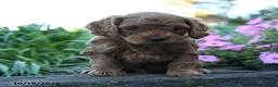 Cockapoo dogs for sale: Archie - Ad 1