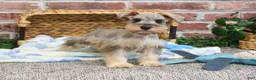 Miniature Schnauzer dogs for sale: Thor - Ad 7