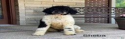 Standard Poodle dogs for sale: Steel - Ad 7