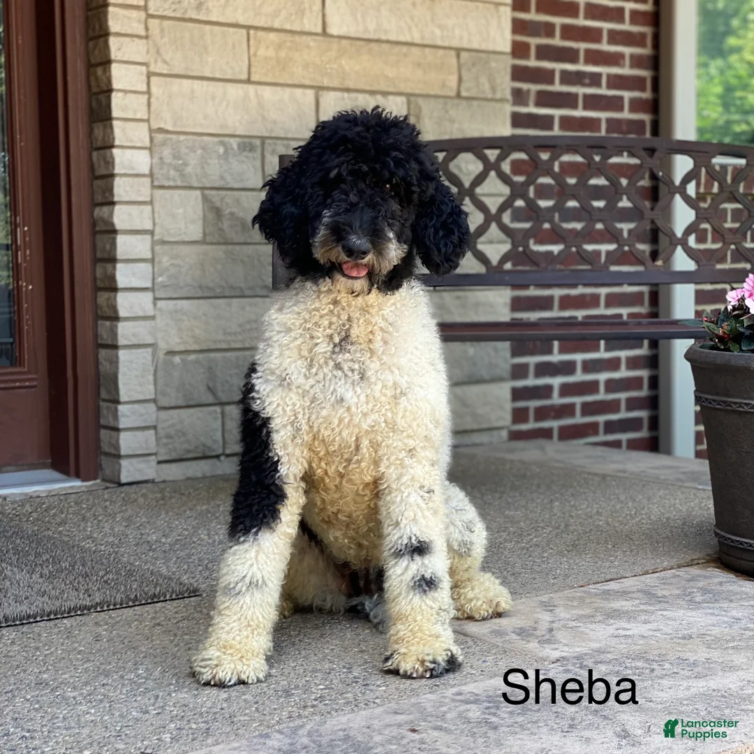 Standard Poodle dogs for sale: Steel - Ad 7