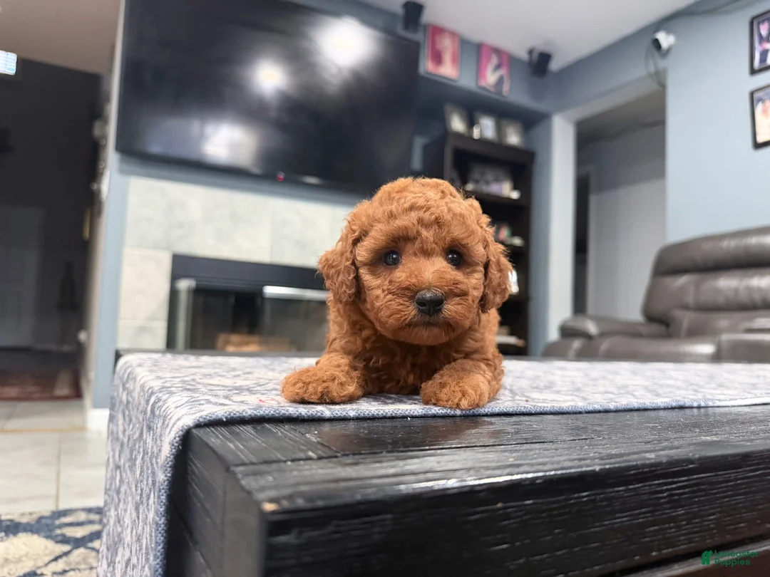 Mini Goldendoodle dogs for sale: Mini Goldendoodle 3 - Ad 2