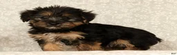 Yochon dogs for sale: Kennedi - Ad 5