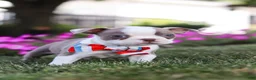 Boston Terrier dogs for sale: Bingo - Ad 7
