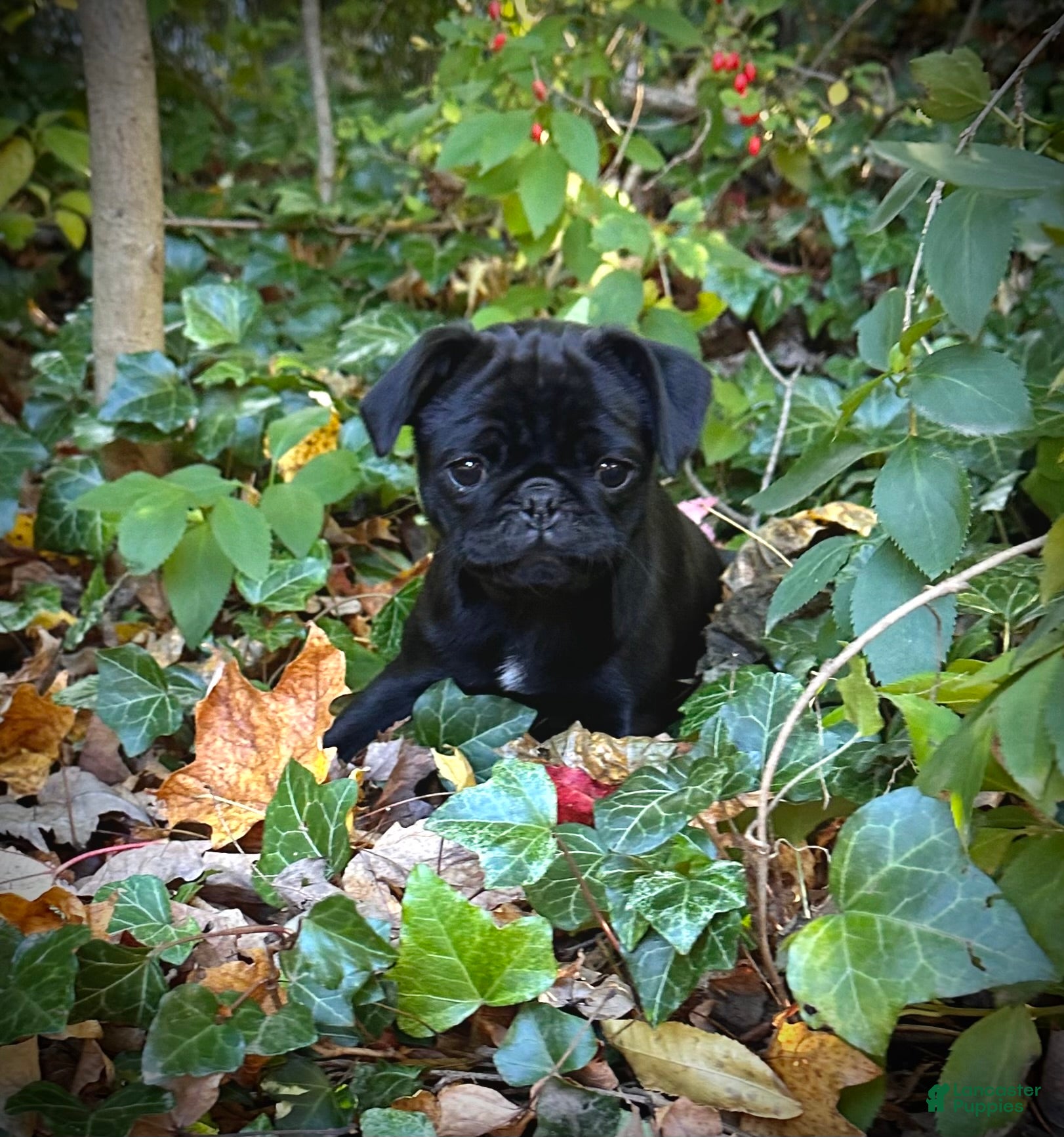 Pug dogs for sale: Rosy - Ad 6