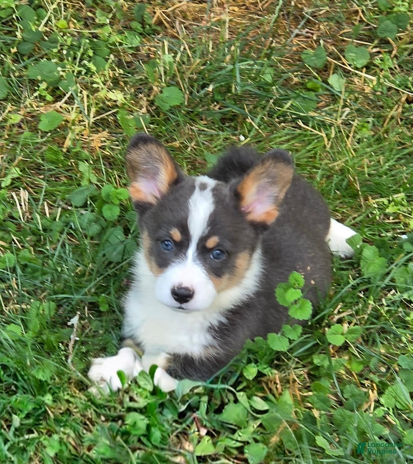 Welsh Corgi Pembroke dogs Lobo the low rider  - Ad 1