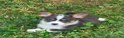 Welsh Corgi Pembroke dogs for sale: Lobo the low rider  - Ad 1