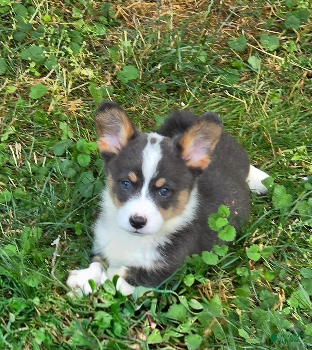 Welsh Corgi Pembroke dogs for sale: Lobo the low rider  - Ad 1