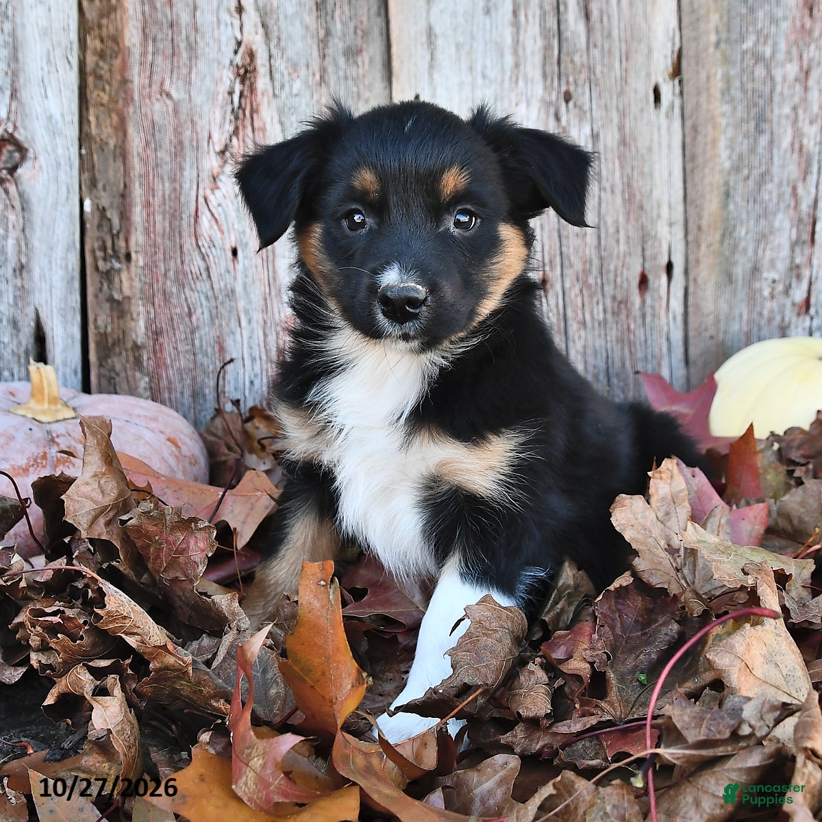 Australian Shepherd dogs for sale: Arney  - Ad 1