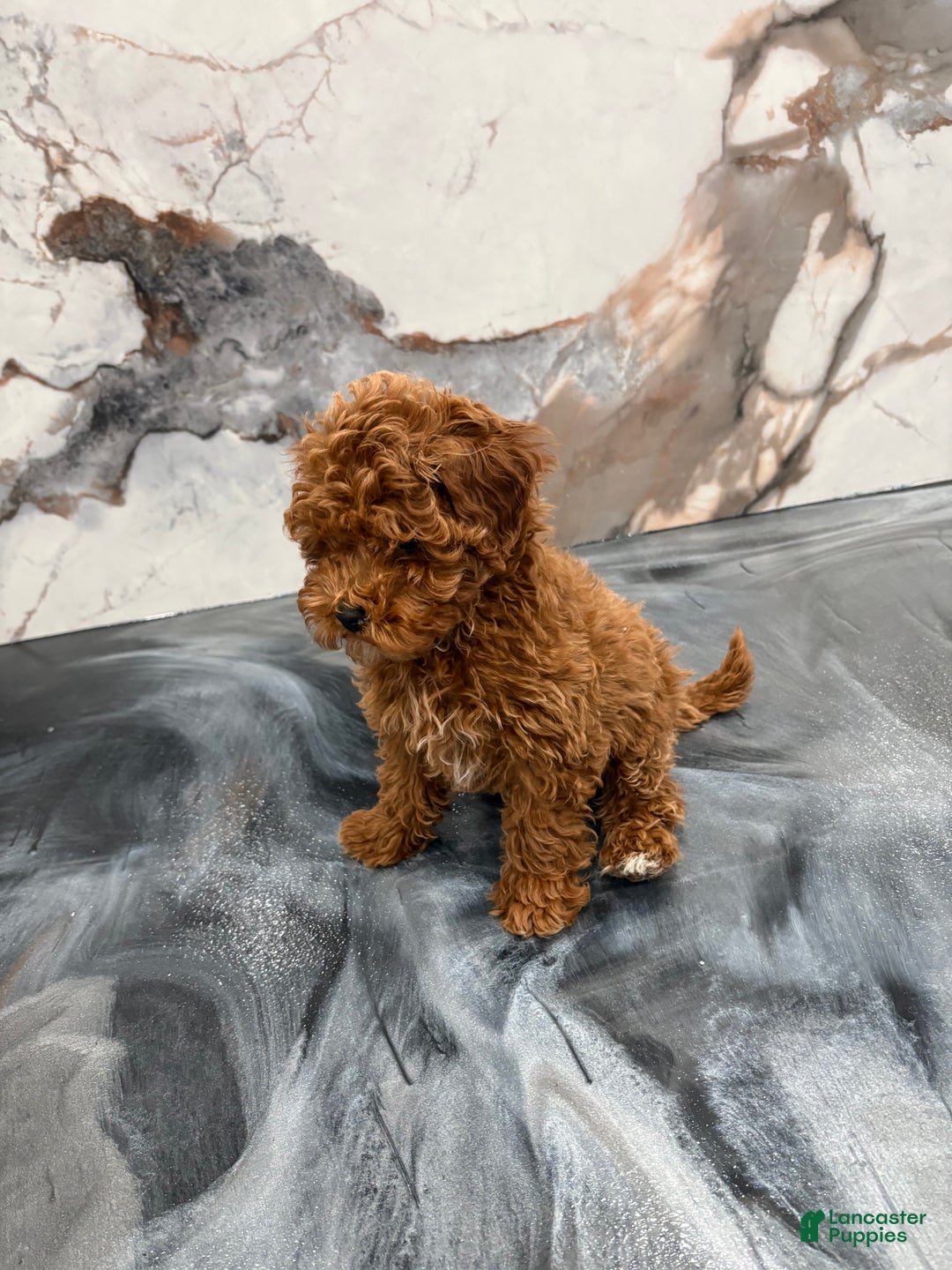 Toy Poodle dogs for sale: Toy Poodle Puppy 1 - Ad 3
