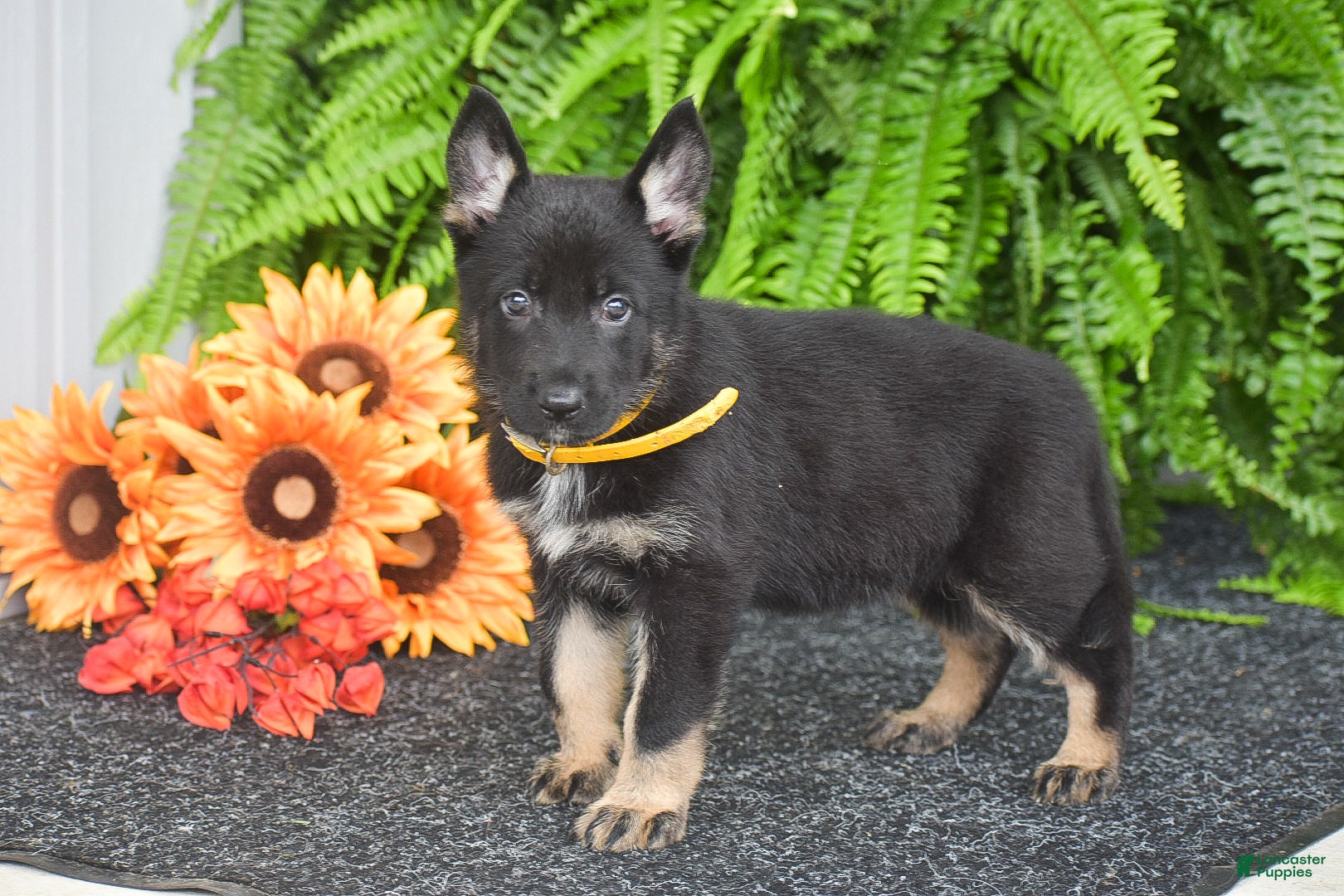 German Shepherd dogs Ariel - Ad 2