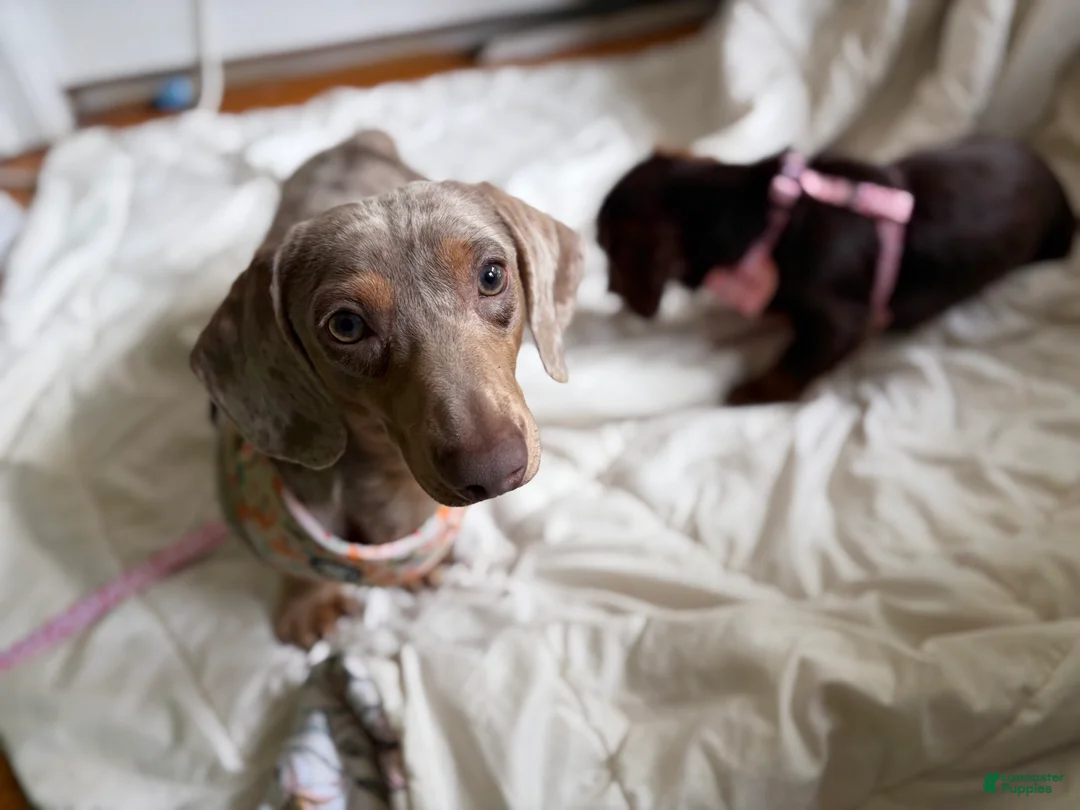 Miniature Dachshund dogs for sale: Miniature Dachshund short coat dapple - Ad 2