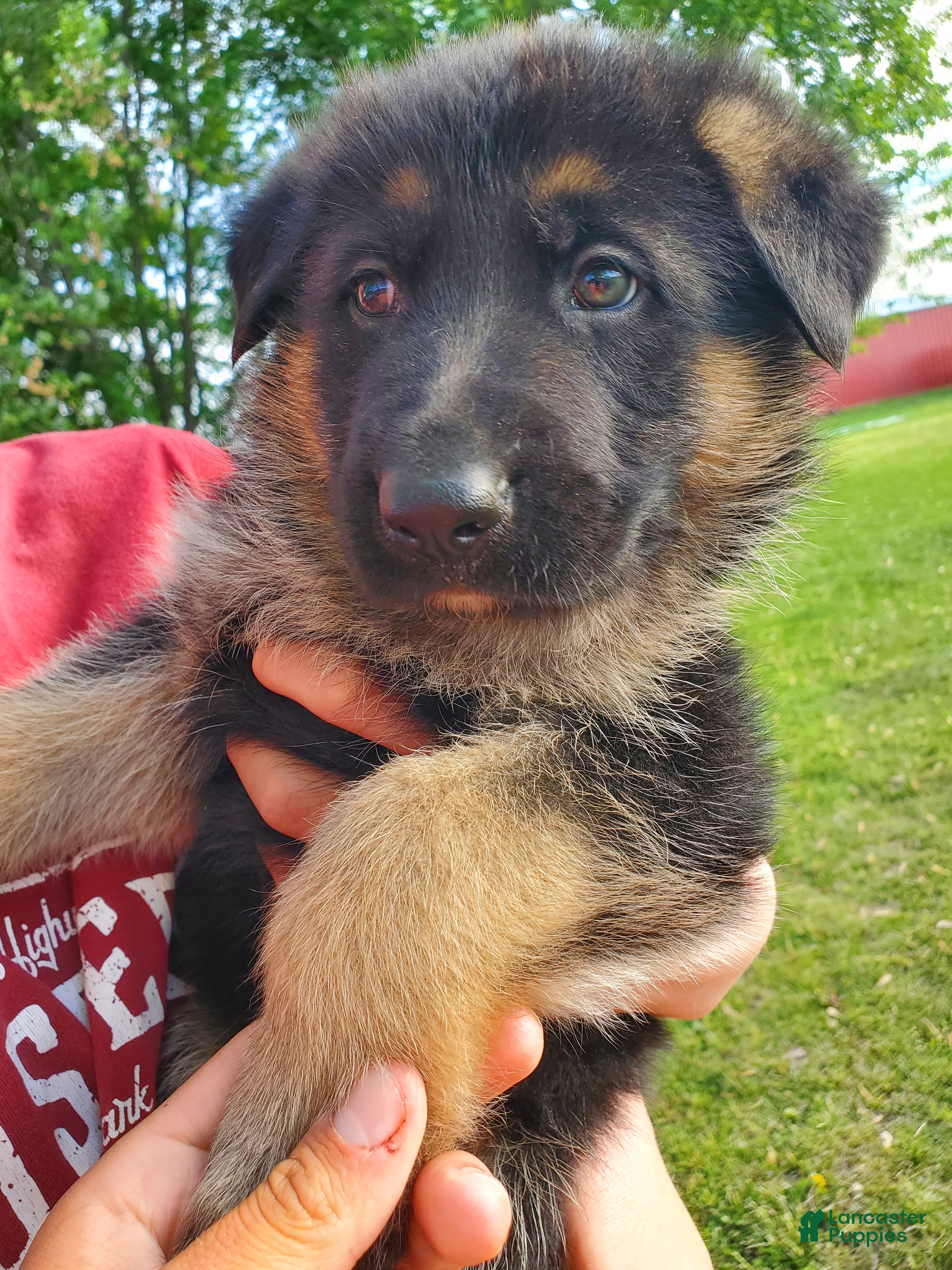 German Shepherd dogs Delta - Ad 13