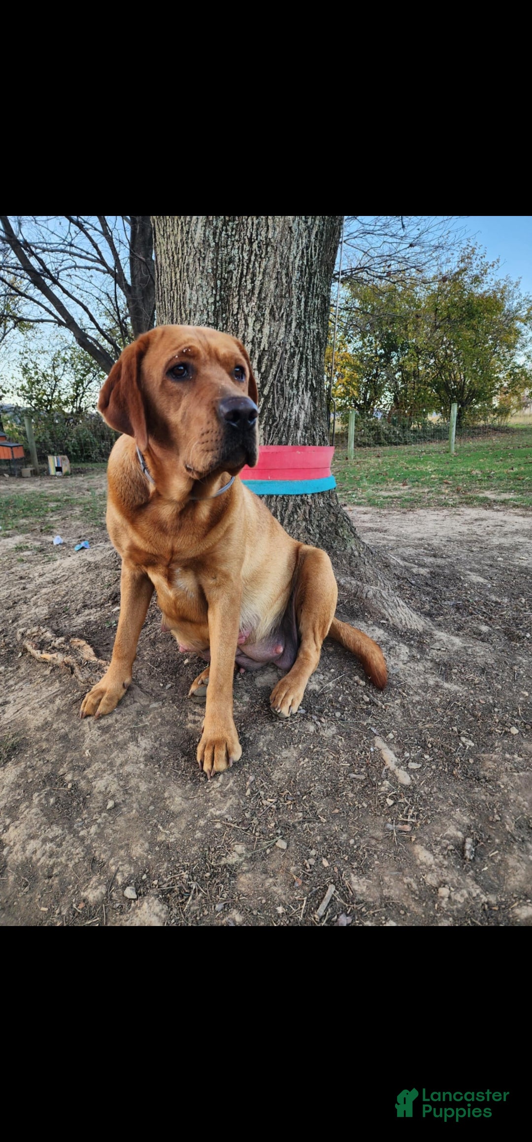 Labrador Retriever dogs for sale: Dancer - Ad 9