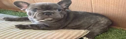 French Bulldog dogs for sale: Lily - Ad 1