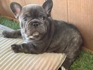 French Bulldog dogs for sale: Lily - Ad 2