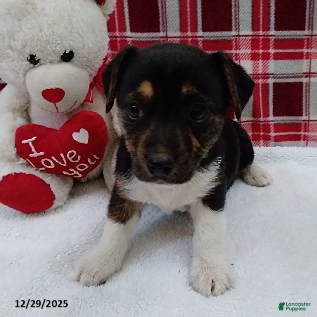 Mixed Breed dogs Tina - Ad 1